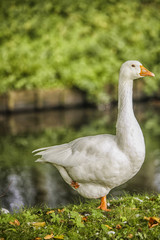 Domestic white goose