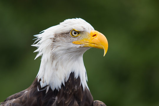 photo of an alert American Bald Eagle