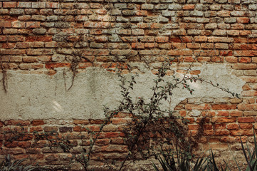 Natural ivy frame on an old brick wall