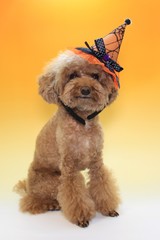 ハロウィン犬