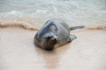ガラパゴスアザラシ