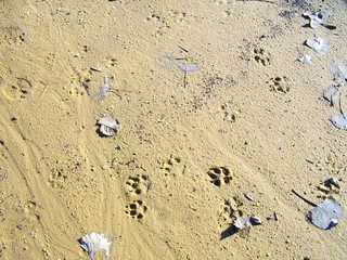 Tracks