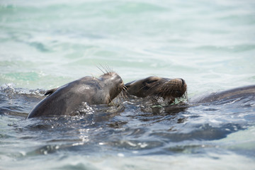 Fototapeta premium ガラパゴスアザラシ