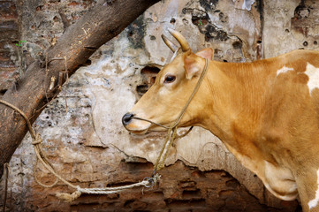 A cow tied to a tree in India - 123344821