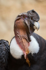 Andean condor (Vultur gryphus).