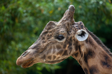 Kordofan giraffe (Giraffa camelopardalis antiquorum)