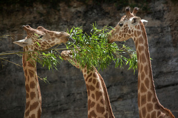 Kordofan giraffe (Giraffa camelopardalis antiquorum)