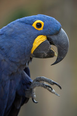 Hyacinth macaw (Anodorhynchus hyacinthinus).