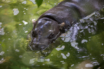 Fototapeta premium Pygmy hippopotamus (Choeropsis liberiensis).