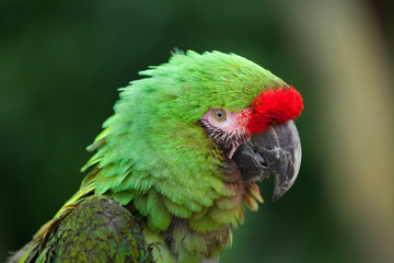 Bolivian military macaw (Ara militaris boliviana).