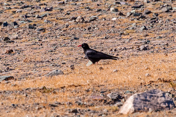 chough bird black mountain