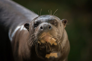 Giant otter (Pteronura brasiliensis).