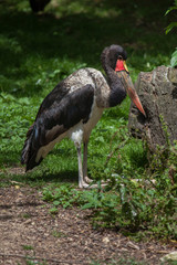 Saddle-billed stork (Ephippiorhynchus senegalensis).