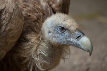 Griffon vulture (Gyps fulvus).