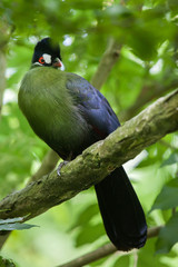 Hartlaub's turaco (Tauraco hartlaubi).