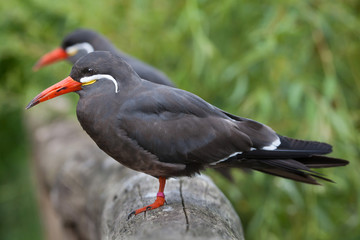 Naklejka premium Inca tern (Larosterna inca).