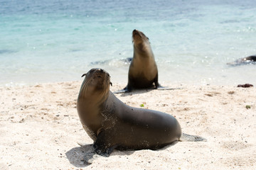 ガラパゴスアザラシ © treetstreet