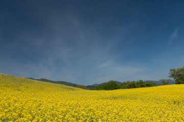 Obraz premium 菜の花の高原