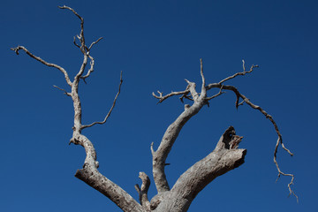 a time tree 