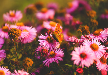 Natural vibrant background with painted lady butterfly.