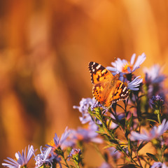 Natural vibrant background with painted lady butterfly.