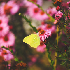 Lemon cabbage butterfly on purple flowers backgrounds.