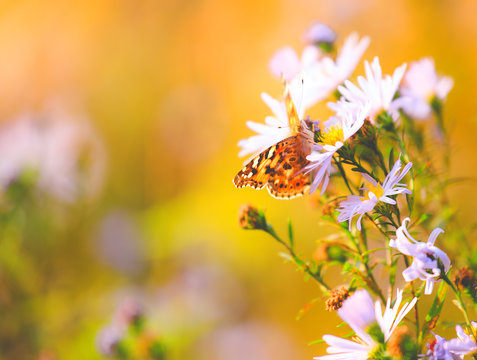Natural vibrant background with painted lady butterfly.