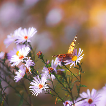 Natural vibrant background with painted lady butterfly.