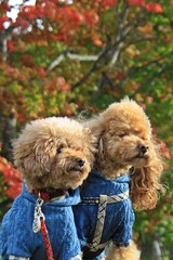 遠くを見つめる犬達