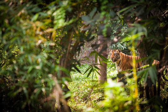 Fototapeta Bengalischer Tiger