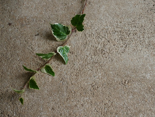 Green plant background