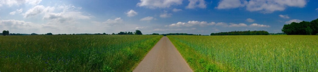 Panorama einer endlosen Straße die durch Getreidefelder bis zum Horizont führt bei Sonnenschein und Schäfchenwolken