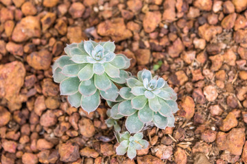 Green desert plant in desert garden.