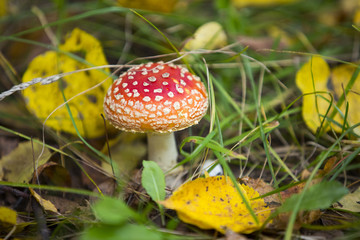 Мухомор/несъедобный гриб красный в белых пятнышках в зеленой траве и желтых осенних листьях