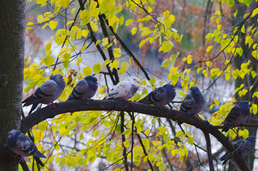 Pigeons sit on autumn tree branch