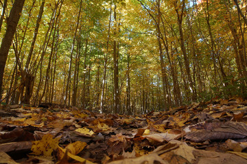 Quebec forest in autumn