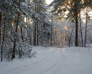 Cold day in  snowy winter forest