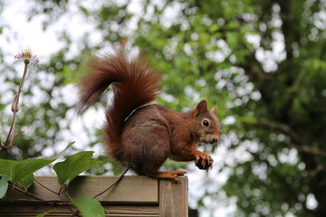 Eichhörnchen mit Nuss