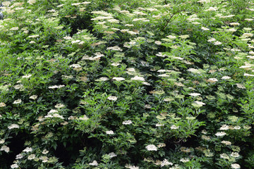 European black elder (Sambucus nigra)