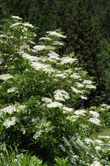 European black elder (Sambucus nigra)