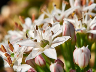 Garlic Chive Flower - Close up of (Allium tuberosum) an onion species native to the Shanxi province China, also known as Oriental garlic, Asian chives, Chinese chives, Chinese leek.