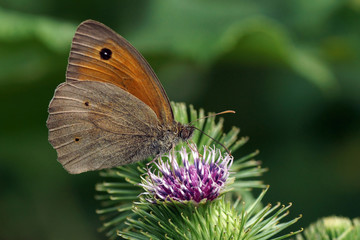 Butterfly © pixelleo