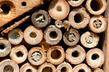 closed nest holes of Insect shelter of wild solitary bees