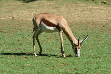 springbok