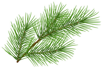 Green fluffy pine branch symbol of new year. Isolated on white background - obrazy, fototapety, plakaty
