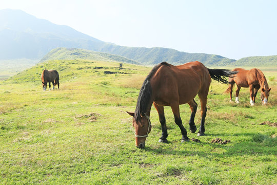 草千里ヶ浜　草を食む馬たち