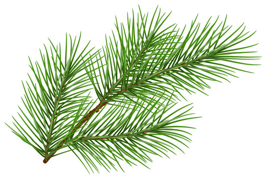 Green fluffy pine branch symbol of new year. Isolated on white background