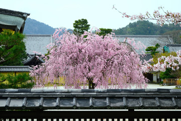 Naklejka premium cherry tree at Japanese garden, Kyoto Japan 庭園の桜 京都 日本