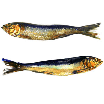 Two smoked sprats fish closeup isolated, watercolor illustration on white