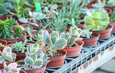 succulent plants
